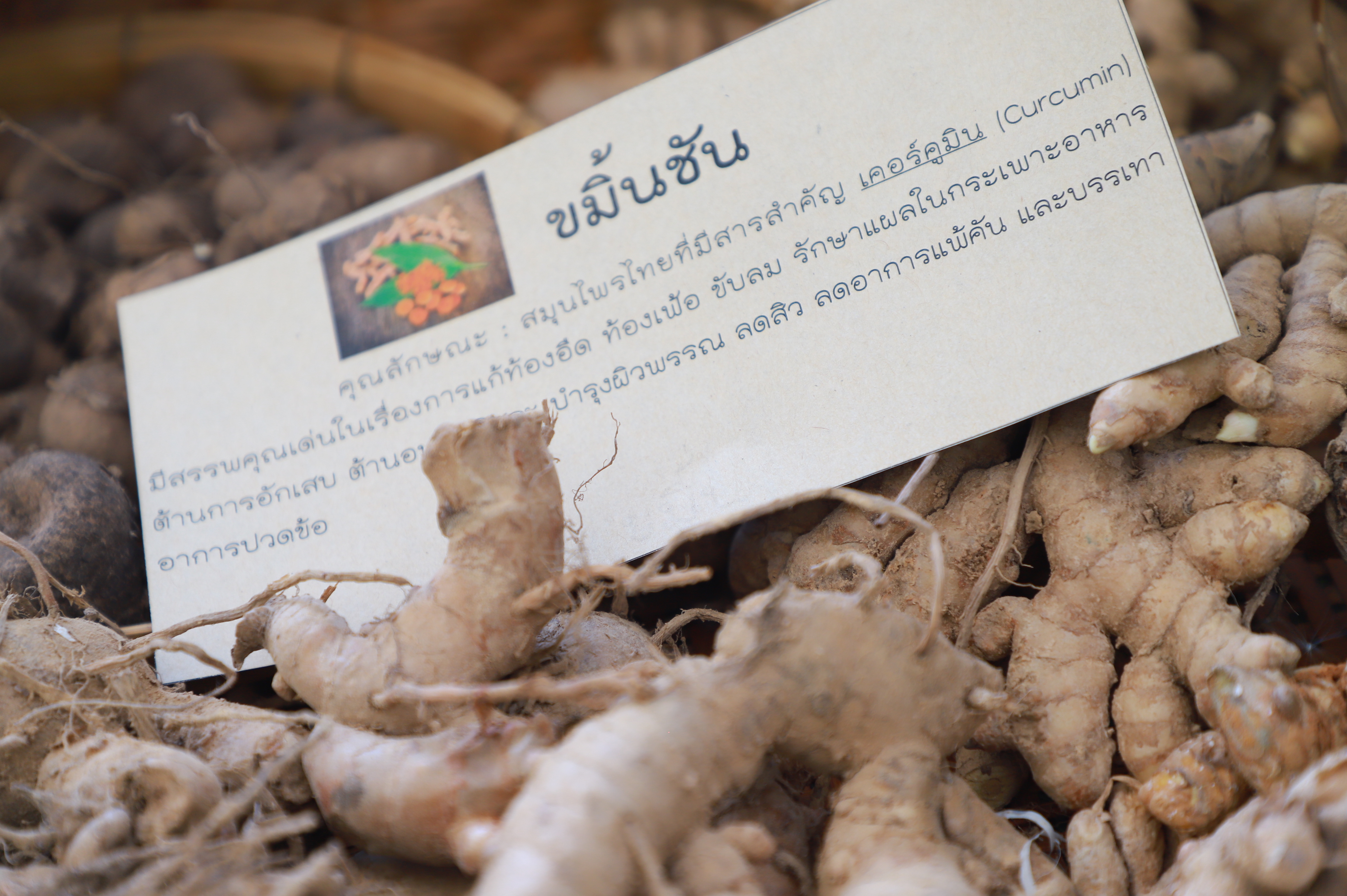 title - รองเลขาฯ ส.ป.ก. ร่วมงานมหกรรม “จากพันธุกรรม สู่ความยั่งยืน” รวมพลังอนุรักษ์ทรัพยากรไทย สร้างความมั่นคงทางอาหารอย่างยั่งยืน และการพึ่งพาตนเองในยามวิกฤต